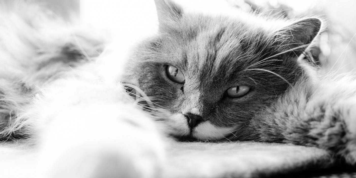 Understanding and Managing Pet Anxiety