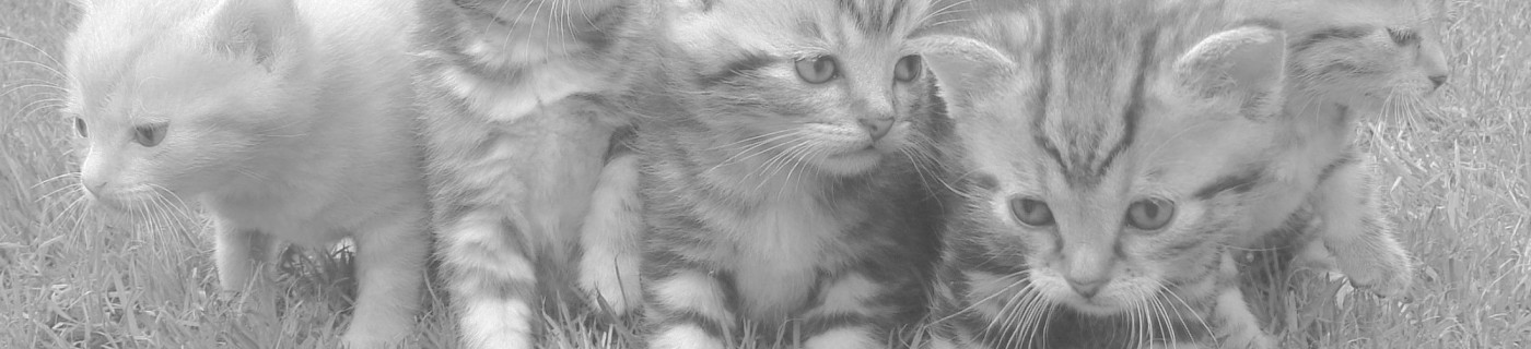 Why Dental Care Matters for Your Pet