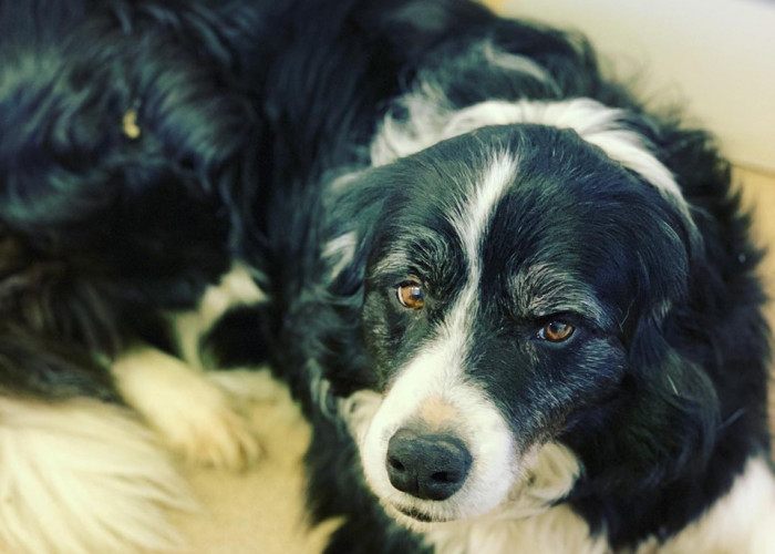 Your New Puppy Checklist: First Vet Visit and Beyond