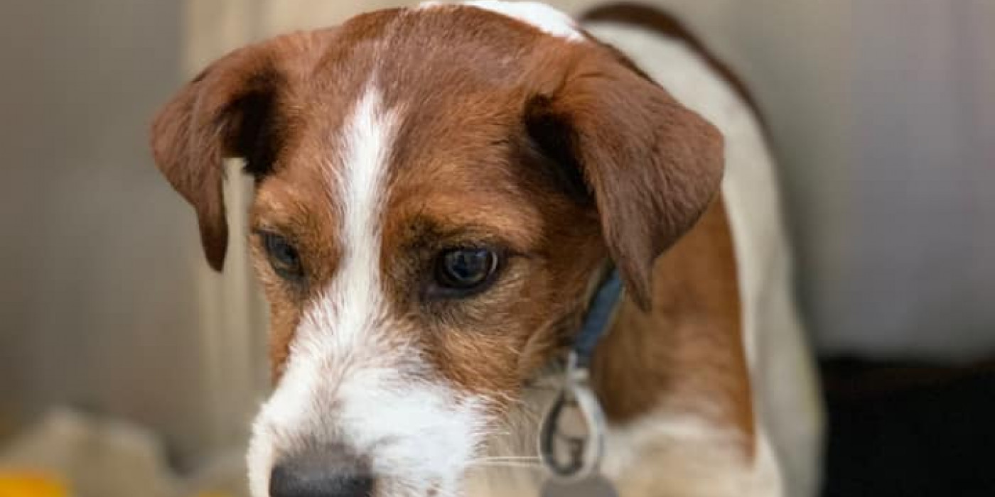 Preparing Your Pet for Summer: Essential Tips